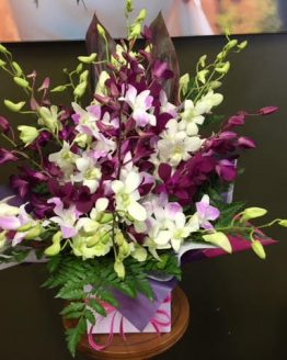 orchiddelight