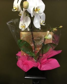 Beautiful Orchid, in a ceramic pot,  for all kinds of gift occassions, add chocolates, wine ,